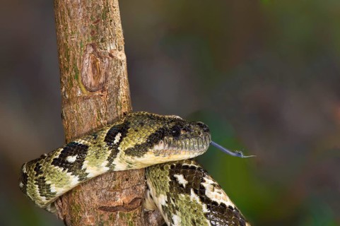 Madagascar Tree Boa (Sanzinia madagascariensis)