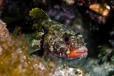 Red-mouthed goby (Gobius cruentatus)