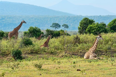 Giraffes (Giraffa camelopardalis)