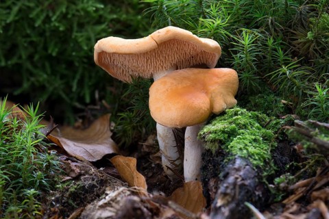 Hedgehog Mushroom (Hydnum repandum var. Rufescens)