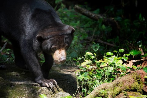 Sun Bear (Helarctos malayanus)