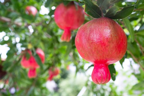 Pomegranate (Punica granatum) fruits growing on a tree