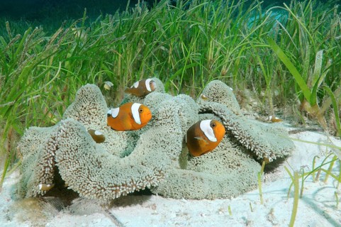 Saddleback clownfish (Amphiprion polymnus) Bohol Sea