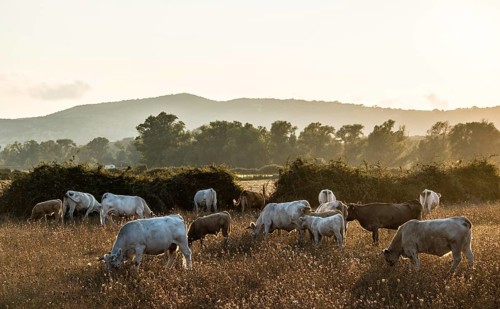 Charolais cattle in a pasture