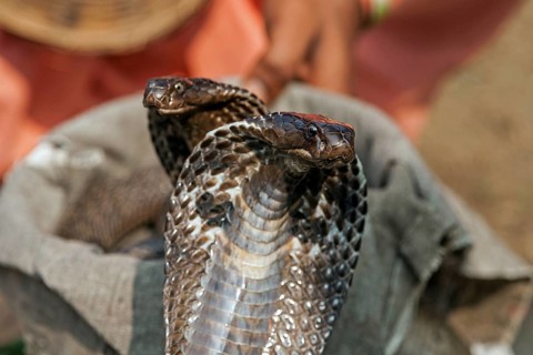 Two snakes