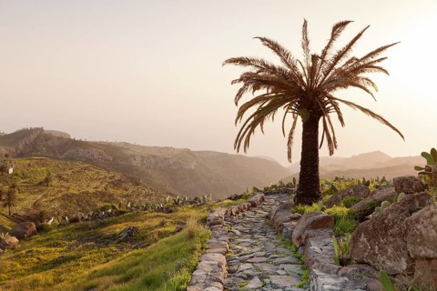 Stony path and palm tree