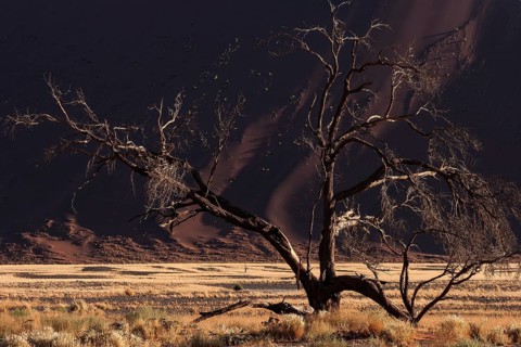 Dead Camel thorn tree (Vachellia erioloba)