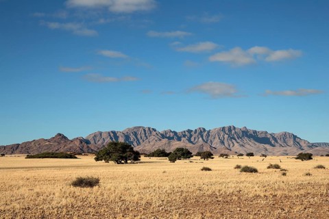 View from Elim Dune onto grass steppe and Camel thorn trees (Vachellia erioloba) at Sesriem Camp