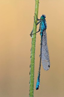 Blue-tailed damselfly (Ischnura elegans)