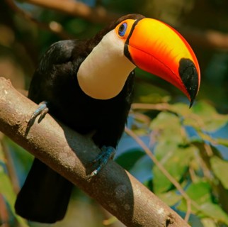 Toco toucan (Ramphastos toco) on a branch