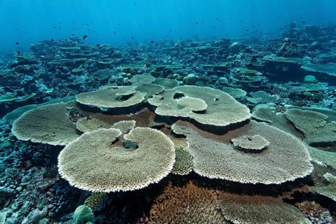 Reef flat with Acropora table coral (Acropora hyacinthus)