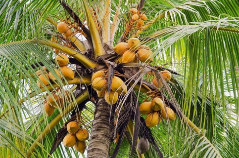 Coconuts on a coconut palm (Cocos nucifera)