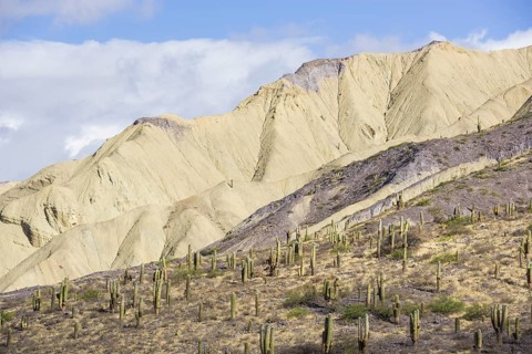 Mountains with Trichocereus pasacana cacti in the foreground