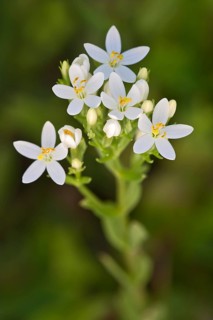 Centaury (Centaurium erythraea)