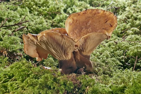 Velvet roll-ri (Tapinella atrotomentosa)