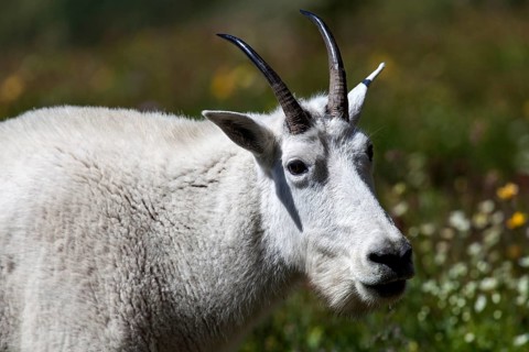 Mountain Goat (Oreamnos americanus)