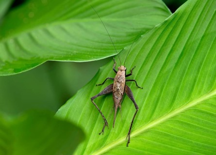Bug species (Coreidae sp.)