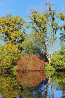 Trees with loquat (Viscum alba) reflected in Lake Chiemsee