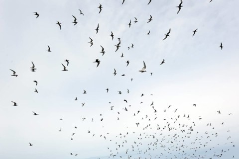 Arctic Terns (Sterna paradisaea)