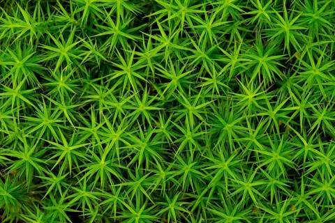 Common haircap moss (Polytrichum commune)