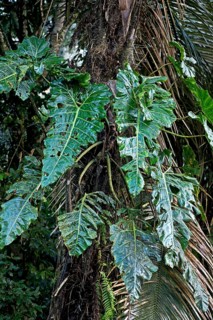 Leaves of epiphytic Giant Philodendron (Philodendron maximum)
