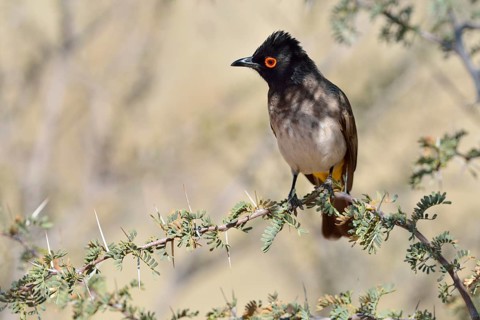 African Red-eyed Bulbul (Pycnonotus nigricans)