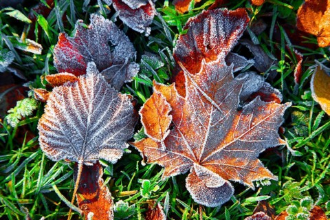 Autumn leaves
