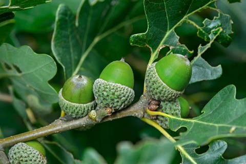 Acorns of the Downy Oak or Pubescent Oak (Quercus pubescens)