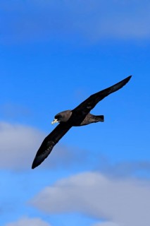 White-chinned Petrel or Cape Hen (Procellaria aequinoctialis)