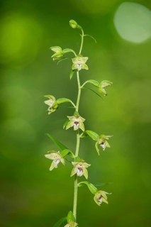 Narrow-lipped Helleborine (Epipactis leptochila)