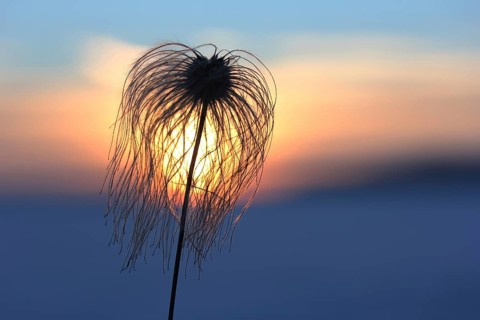 Chinese Clematis