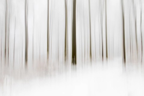 Winter forest