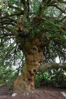 Mastic Tree (Pistacia lentiscus)