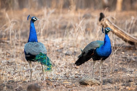 Indian Peafowl (Pavo cristatus)