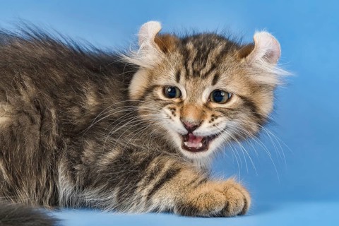 Breedcat American Curl (Felis silvestris catus)