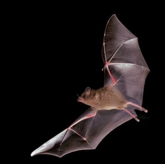 Fringe-lipped bat (Trachops cirrhosus)