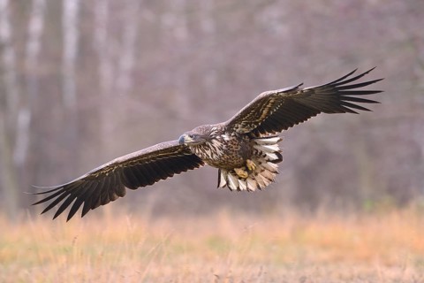 White-tailed Eagle (Haliaeetus albicilla) in flight in an autumn landscape