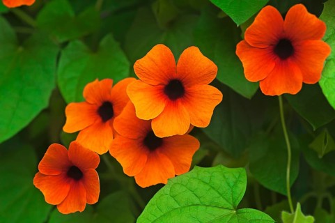 Flowers of the Black-eyed Susan (Thunbergia alata)