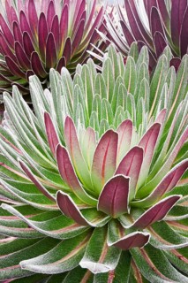 Giant Lobelia (Lobelia deckenii)
