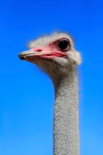 Southern Ostrich (Struthio camelus australis)