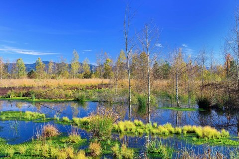 Renatured peat bog with newly-grown Peat Moss (Sphagum sp.)