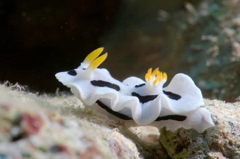 Diana's Chromodoris (Chromodoris dianae)