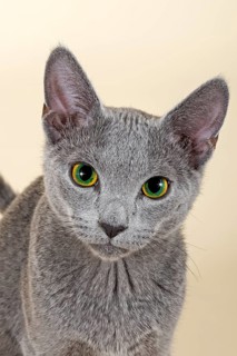 Russian Blue