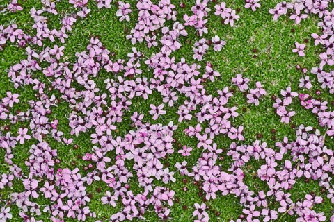 Moss Campion (Silene acaulis)