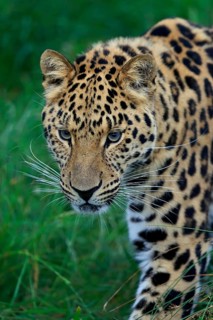 Amur Leopard (Panthera pardus orientalis)