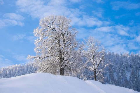 Snow covered trees