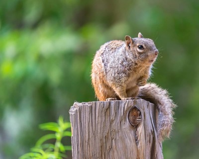 Rock Squirrel (Spermophilus variegatus)