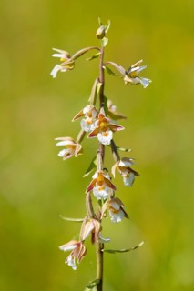 Marsh Helleborine (Epipactis palustris)