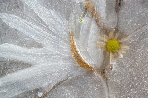 Flower in ice