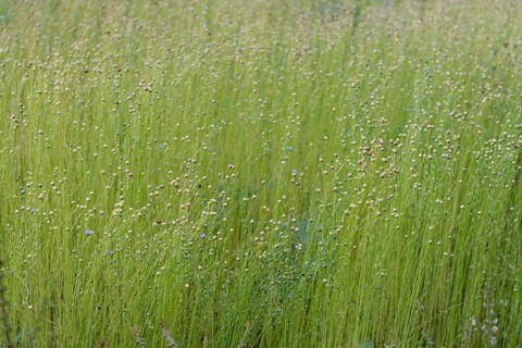 Cultivation of flax on a field